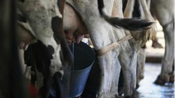 Zeballos a industriales lácteos: “Tratan de cuidar el negocio”
