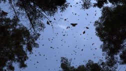 Desaparecen mariposas en isla del canal de Panamá