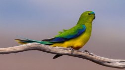 Un virus amenaza con extinguir a una especie de ave australiana