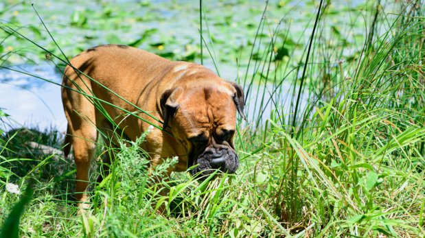 Descubre por qué tu perro suele comer pasto