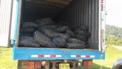 Incautan 12 toneladas de insumo para elaboración de droga