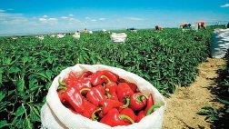 Mezclando papas con camotes, por Guillermo Cabieses