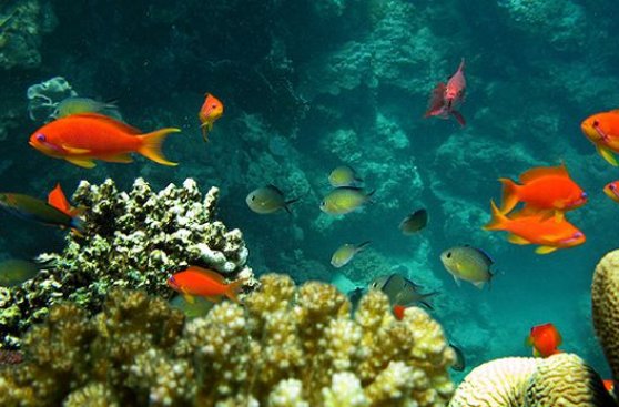 Población de animales marinos se redujo a la mitad en 40 años