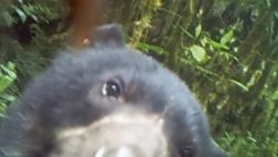 Oso de anteojos: cámaras captan primeras imágenes en El Sira
