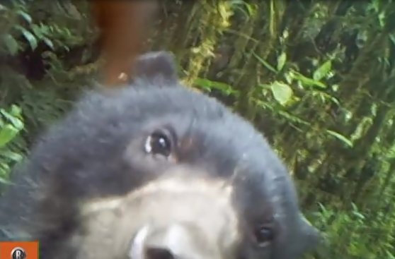 Oso de anteojos: cámaras captan primeras imágenes en El Sira