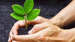 Crean dispositivo que 'avisa' cuando una planta requiere agua