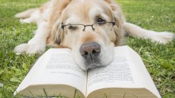 Mascota ¿sabes cuántas palabras puede entender tu perro?