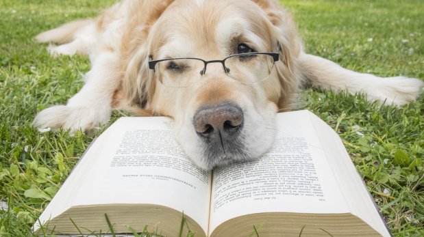 Mascota ¿sabes cuántas palabras puede entender tu perro?