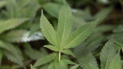 Universidad uruguaya creará centro para investigar marihuana