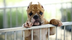 Webs y redes sociales para adoptar mascotas