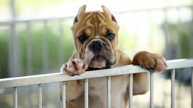 Webs y redes sociales para adoptar mascotas
