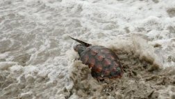 Liberan 3.000 tortugas en reserva amazónica de Ecuador