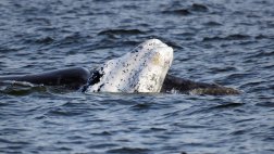 Uruguay: avistamiento de ballenas, el nuevo atractivo turístico