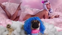 Doug The Pug versiona los videos musicales más populares