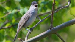 Dar de comer a las aves puede alterar sus hábitos migratorios