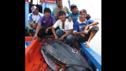 Chiclayo: pescadores liberaron tortuga en peligro de extinción