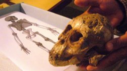 El lenguaje humano nació hace al menos 400.000 años