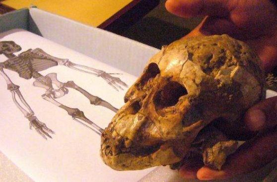 El lenguaje humano nació hace al menos 400.000 años
