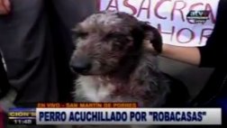 ‘Robacasas’ acuchillaron a una perra en San Martín de Porres