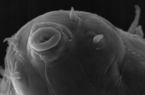 Descubren microorganismo que sobrevive en condiciones extremas