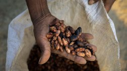 Día del cacao: 5 razones para incluirlo en nuestra dieta
