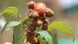 Cañaris: mujeres quechuahablantes inician cultivo de frambuesas