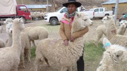 Puno: reponen alpacas a criadores afectados por heladas