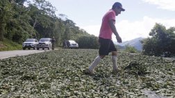 Vraem: destinarán S/. 18 millones para erradicar hoja de coca