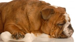 Los perros tampoco se libran de la artritis