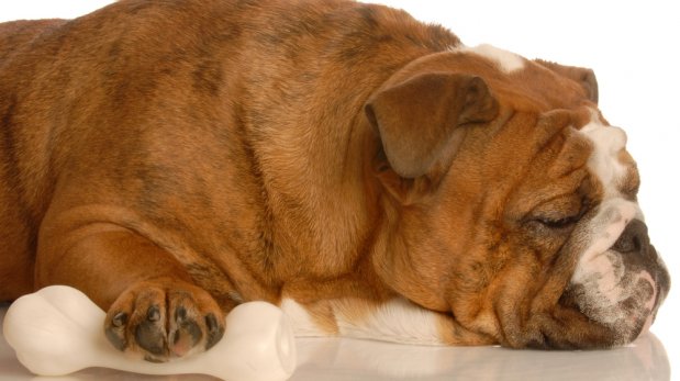 Los perros tampoco se libran de la artritis