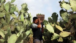 El 30% de las especies de cactus están en peligro de extinción