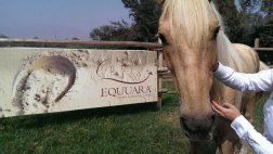 Coaching con caballos, una herramienta para ser mejor lider