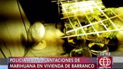 Barranco: descubren cultivos de marihuana dentro de vivienda