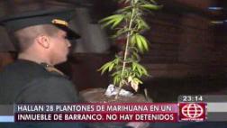 Barranco: 28 plantas de marihuana en vivienda y ningún detenido