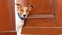 Qué hacer cuando tu perro se porta mal frente a los invitados
