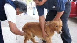 Junín: 3.700 personas fueron mordidas por perros este año