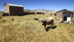 Puno: pobladores mataron a golpes a dos presuntos ladrones
