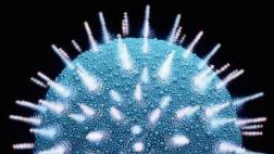 Bacteria presente en la vagina previene infección por VIH