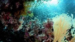 Fenómeno de El Niño pone en riesgo los arrecifes de coral