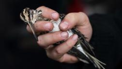 Las alas de las aves se ven afectadas por el cambio climático