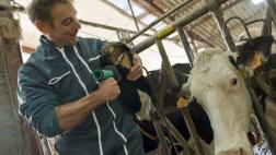 Aromaterapia, la nueva técnica para tratar a las vacas lecheras