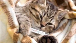 ¿Se resfrió tu gato? ¡Engríelo!