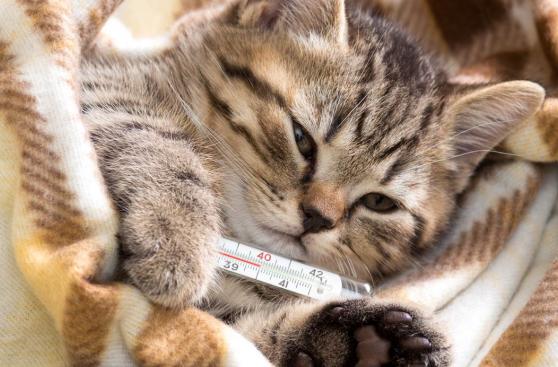 ¿Se resfrió tu gato? ¡Engríelo!