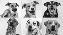 Wuf: adopta al perro rescatado perfecto para ti en esta página
