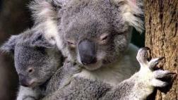 Proponen sacrificio masivo de koalas para combatir la clamidia