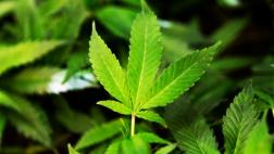 El 66% de los mexicanos rechaza despenalización de la marihuana