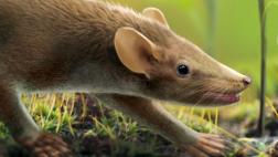 Hallan el fósil de una nueva especie de mamífero