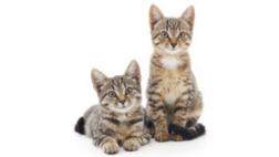 ¿Por qué Australia matará dos millones de gatos?
