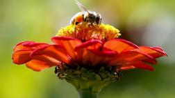 La cafeína tan adictiva para las abejas como para los humanos
