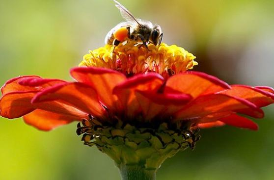 La cafeína tan adictiva para las abejas como para los humanos